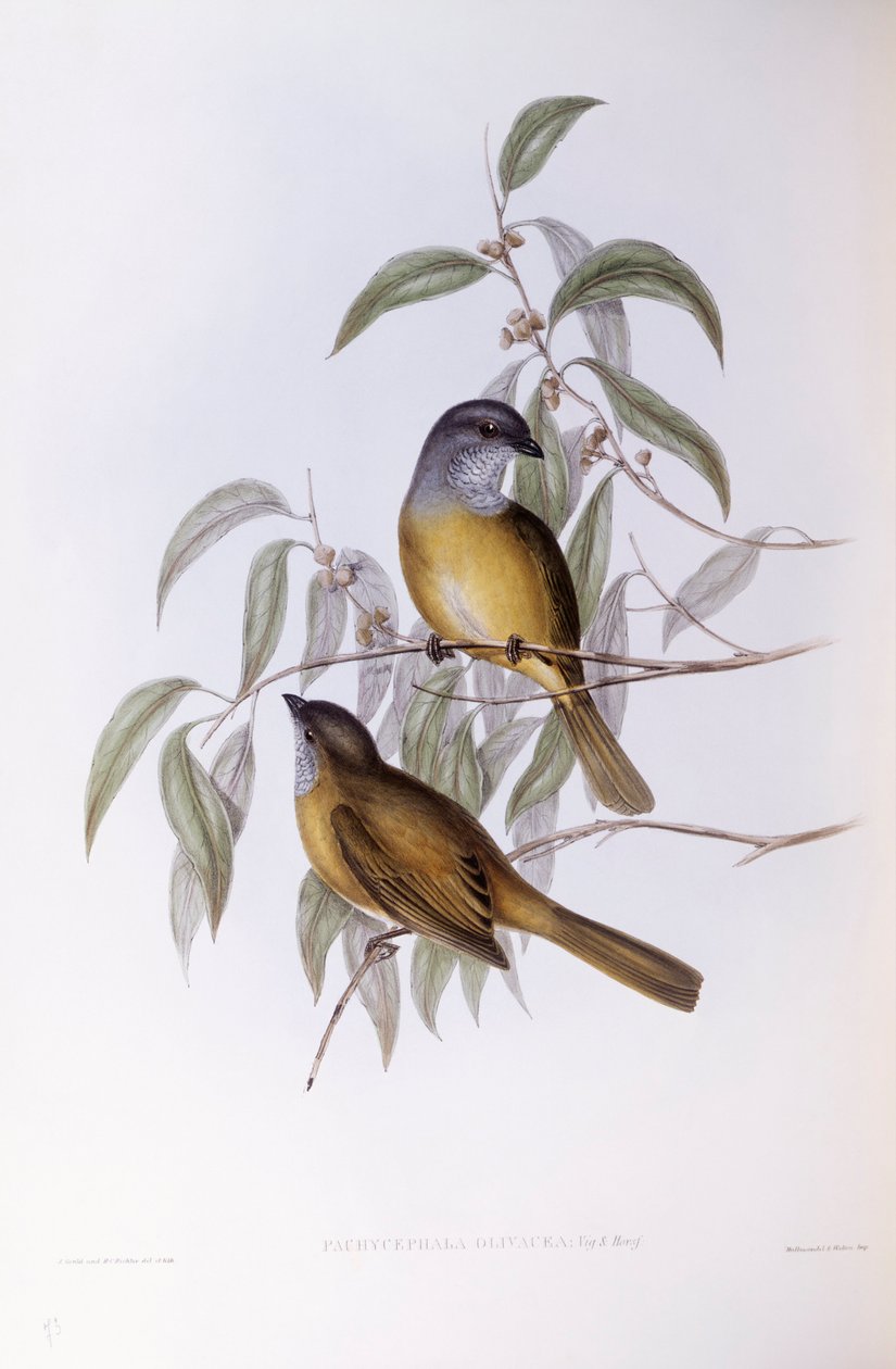 Silbador oliva (Pachycephala olivacea), grabado por John Gould de John Gould