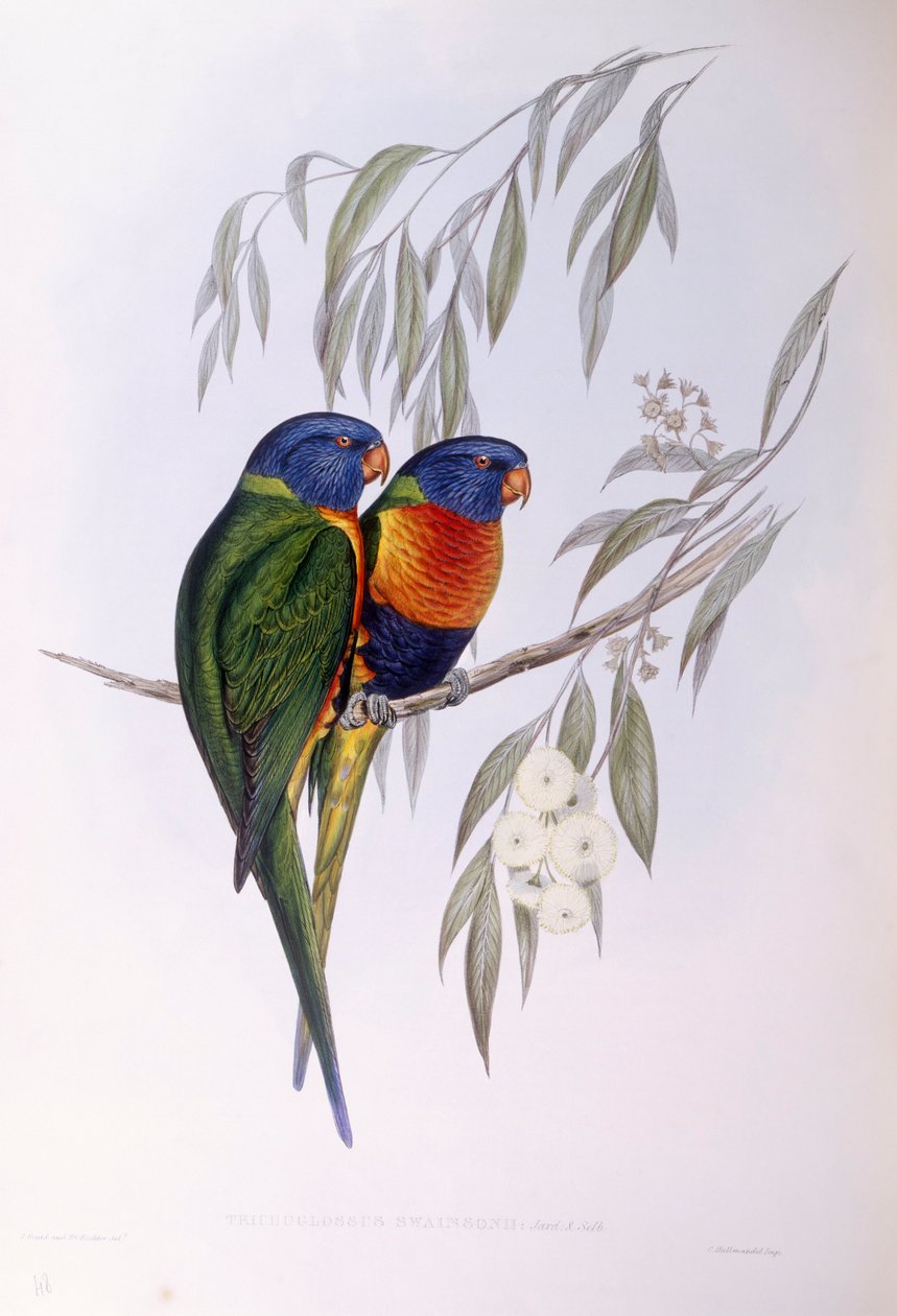 Lori adornado (Trichoglossus ornatus), grabado por John Gould de John Gould