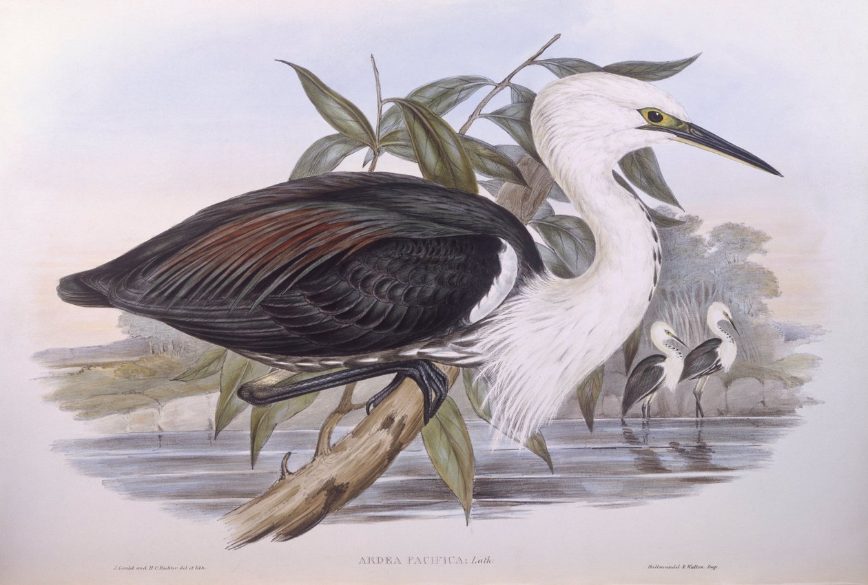 Garza del Pacífico (Ardea pacifica), grabado por John Gould de John Gould