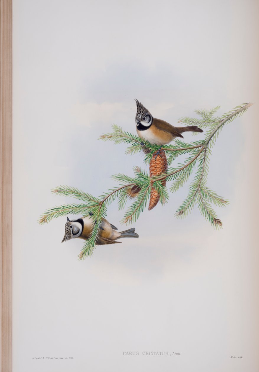 Parus Cristatus, lámina de Las Aves de Gran Bretaña por John Gould, publicado 1862-73 de John Gould