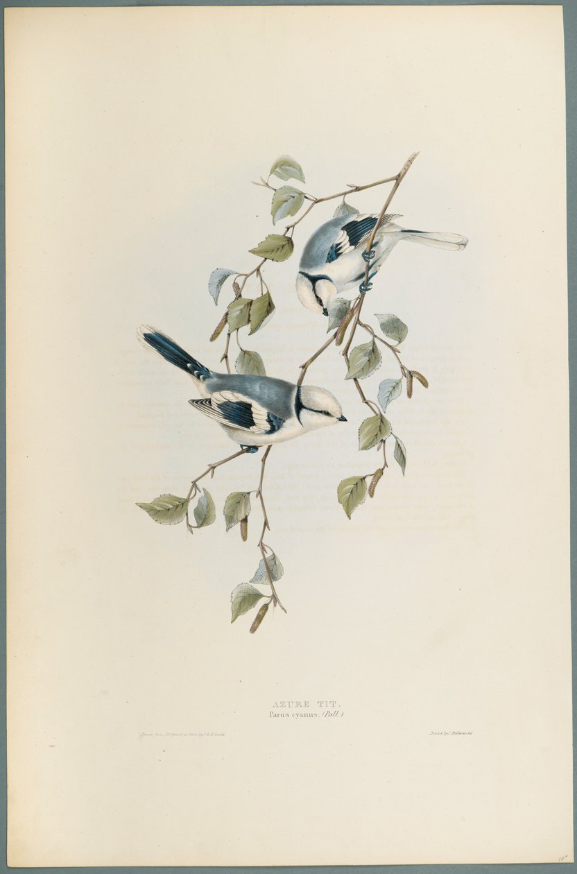 Parus Cyanus: Herrerillo Azul de John Gould