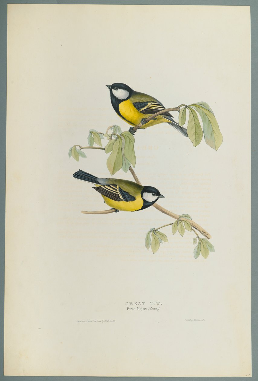 Parus Major: Carbonero Común de John Gould