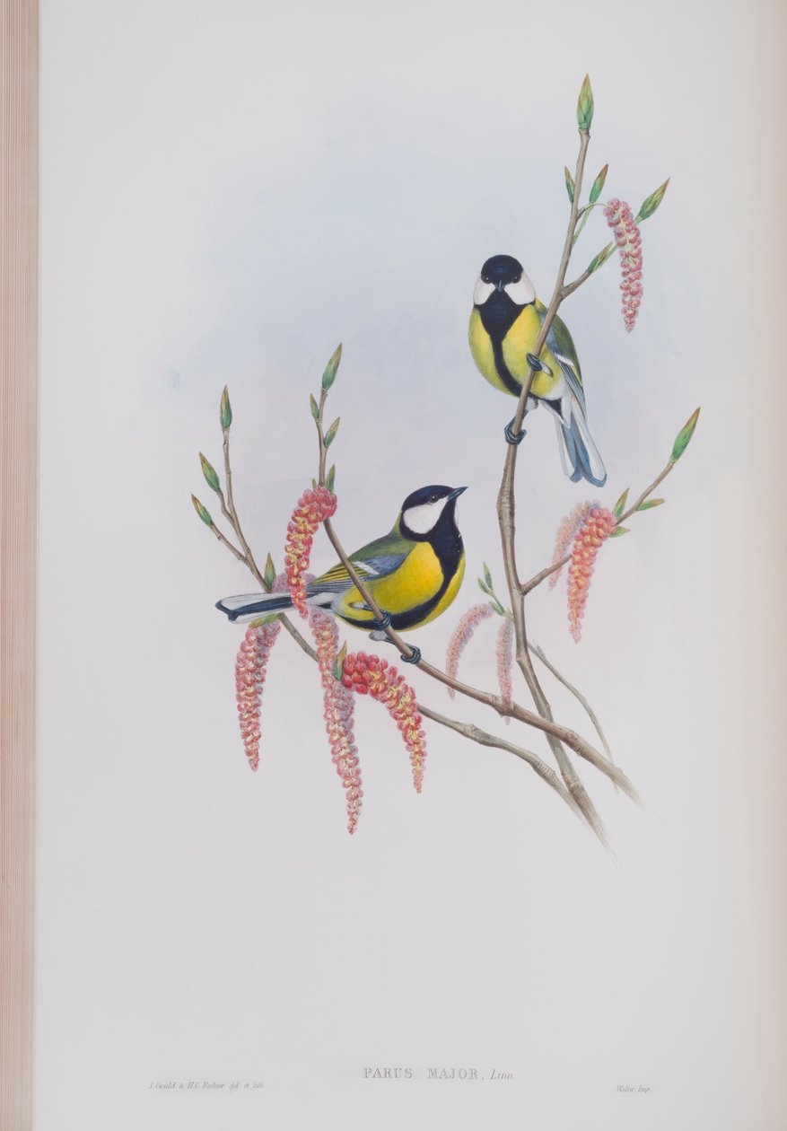 Parus Major, lámina de Las Aves de Gran Bretaña por John Gould, publicado 1862-73 de John Gould