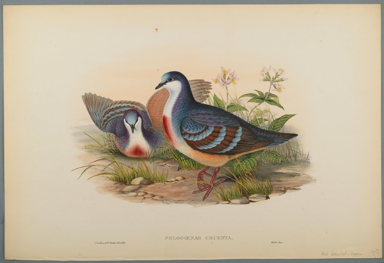 Philogoenas Cruenta de John Gould