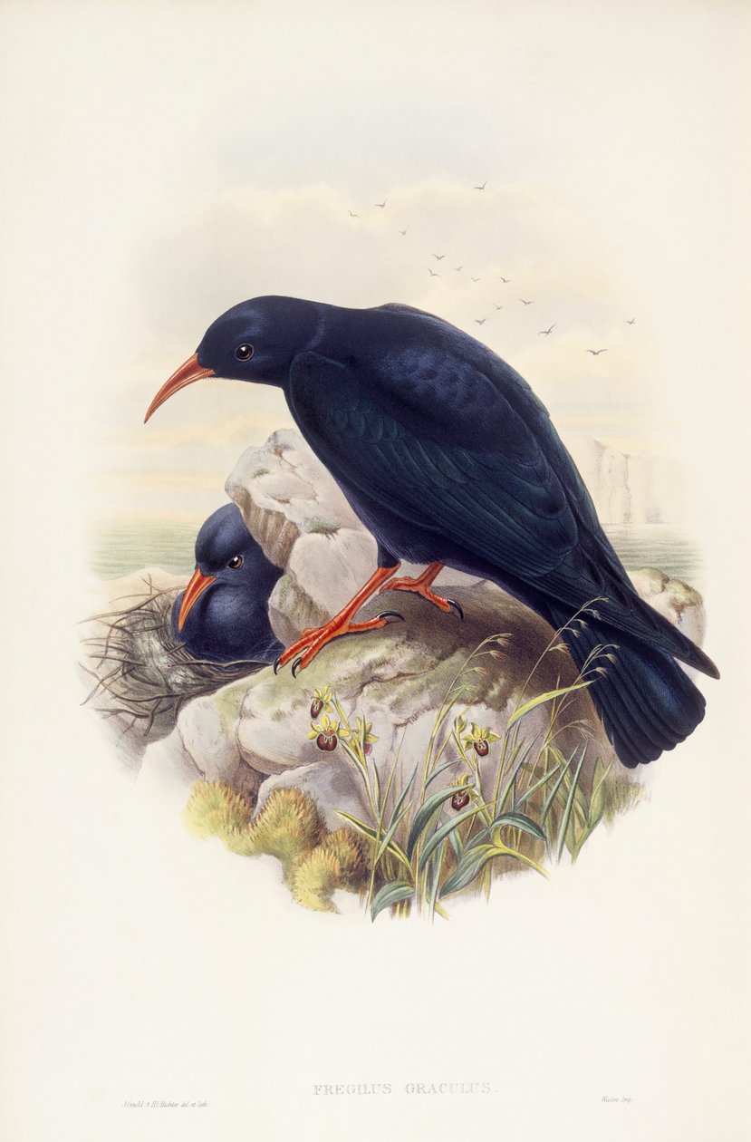 Chova piquirroja (Pyrrhocorax pyrrhocorax), grabado por John Gould de John Gould