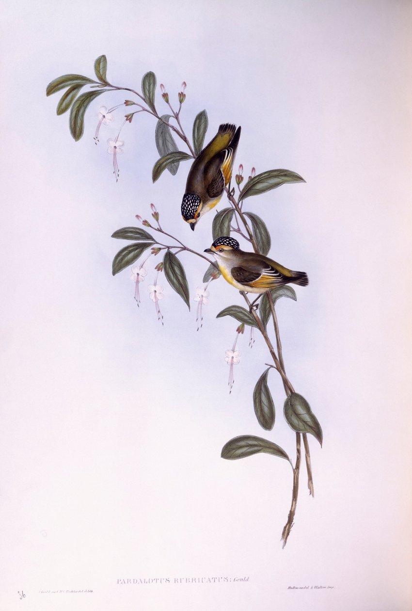 Pardalote de ceja roja (Pardalotus rubricatus), grabado por John Gould de John Gould