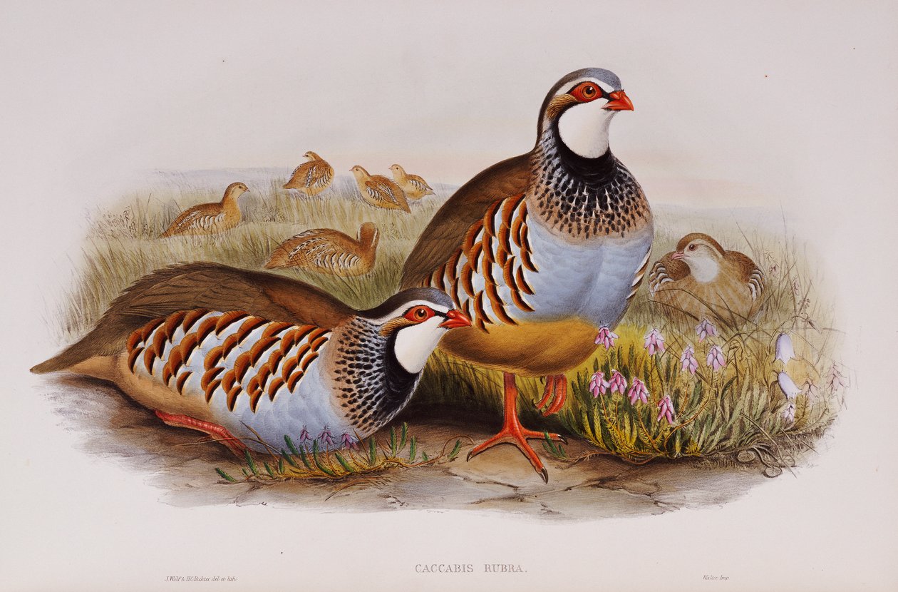 Perdices de patas rojas de John Gould