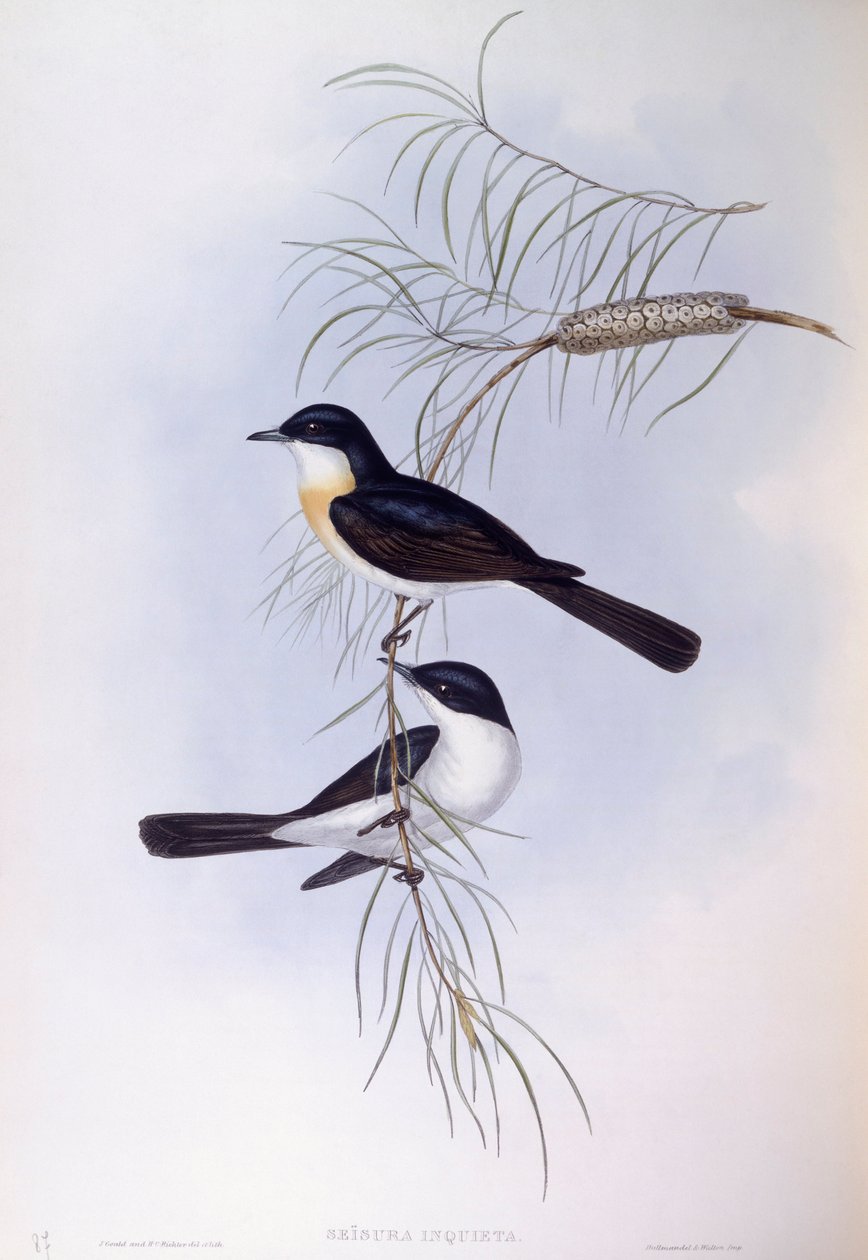 Cazamoscas inquieto (Myiagra inquieta), grabado por John Gould de John Gould