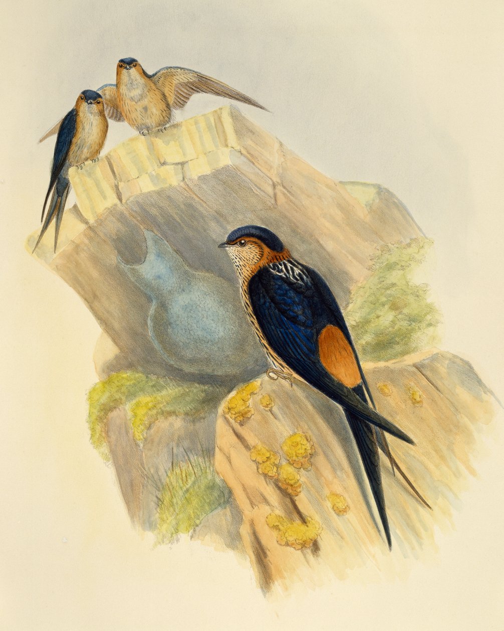 Golondrina dáurica (Hirundo daurica), grabado de John Gould (1804-1881), Reino Unido de John Gould