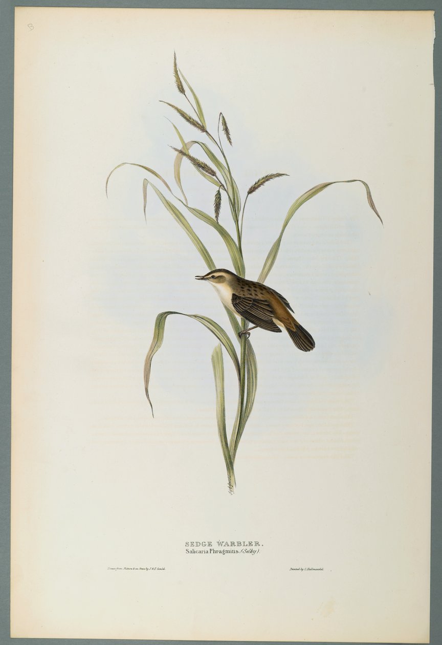 Salicaria Phragmatis: Carricerín Común de John Gould