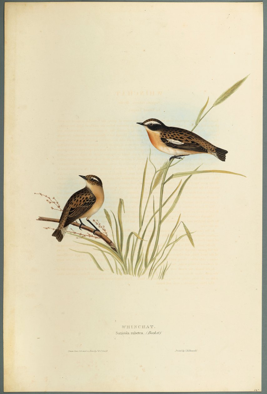 Saxicola Rubetra: Tarabilla Norteña de John Gould