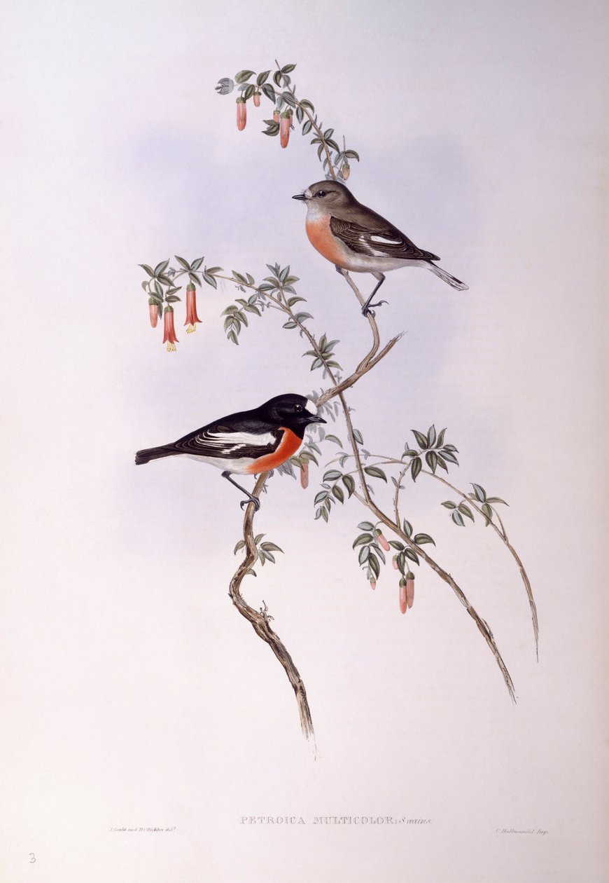 Petirrojo escarlata (Petroica multicolour), grabado por John Gould de John Gould