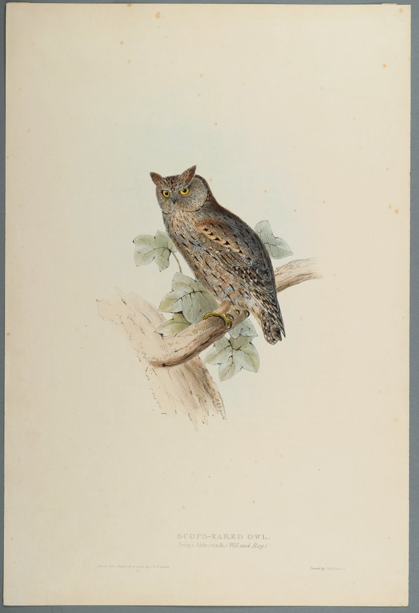 Scops Aldrovandi: Autillo de John Gould