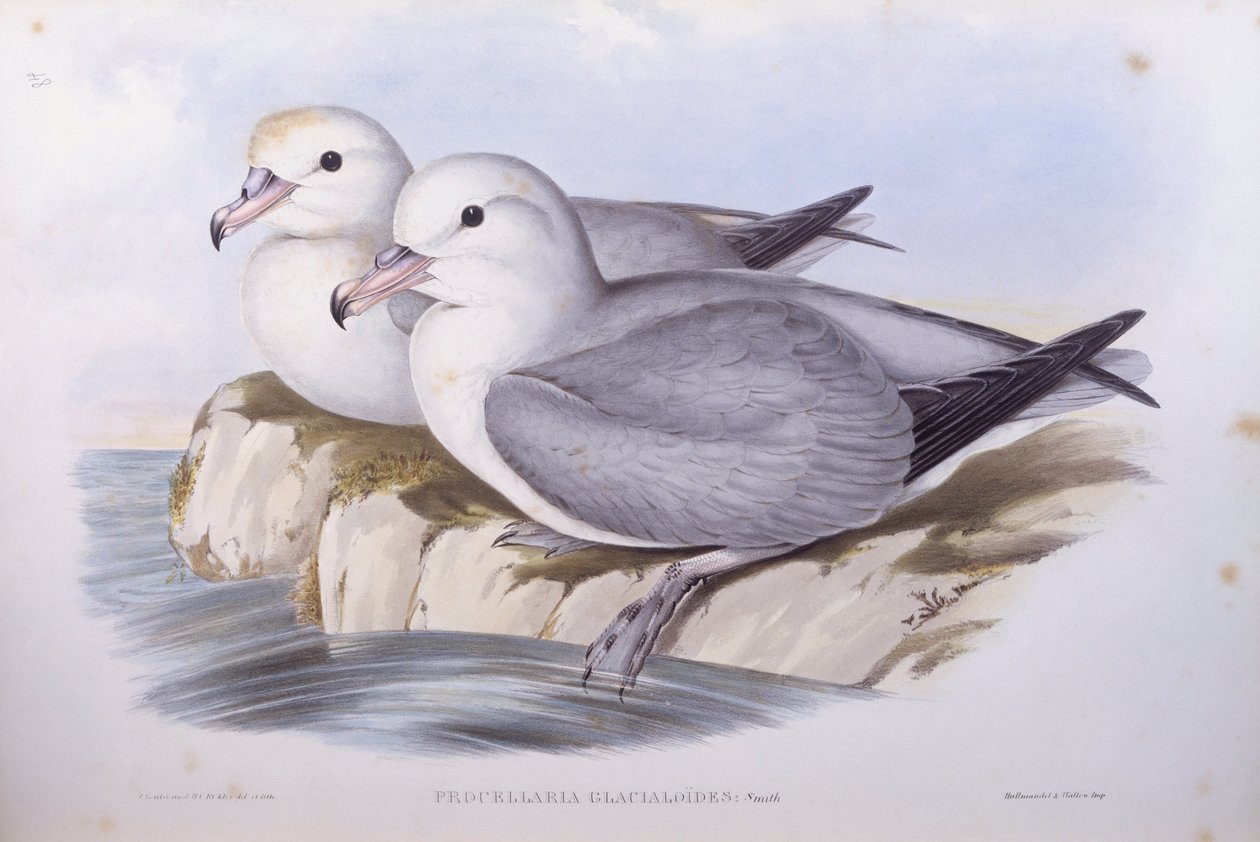 Petrel antártico (Fulmarus glacialoides), grabado por John Gould de John Gould