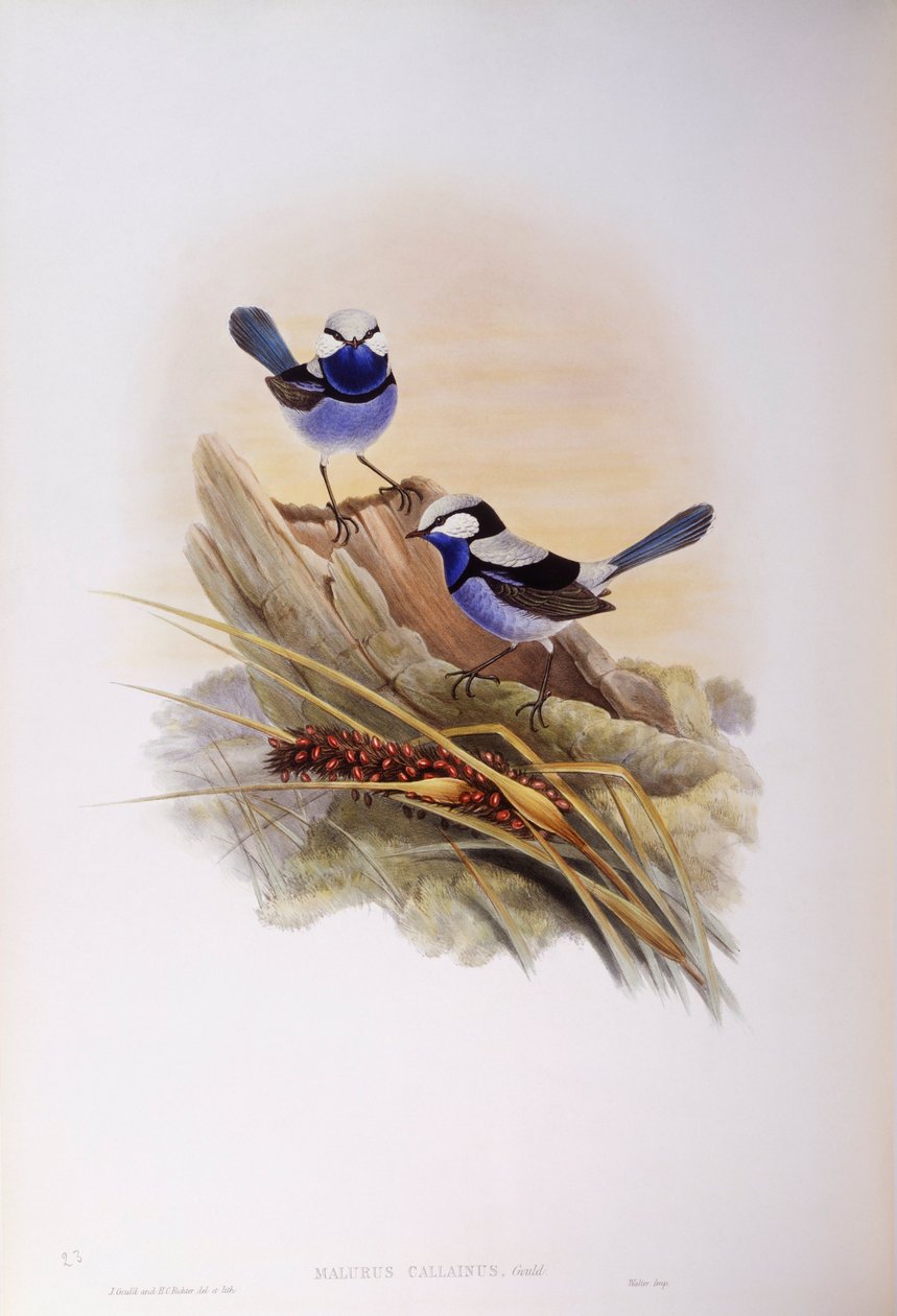 Ratona espléndida (Malurus splendens), grabado por John Gould de John Gould