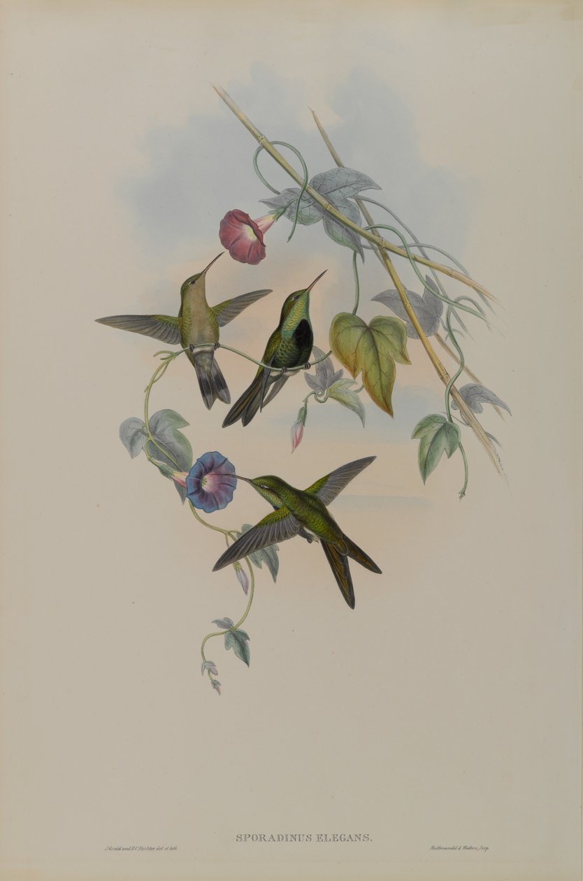 Sporadinus Elegans: Colibrí de Santo Domingo de John Gould