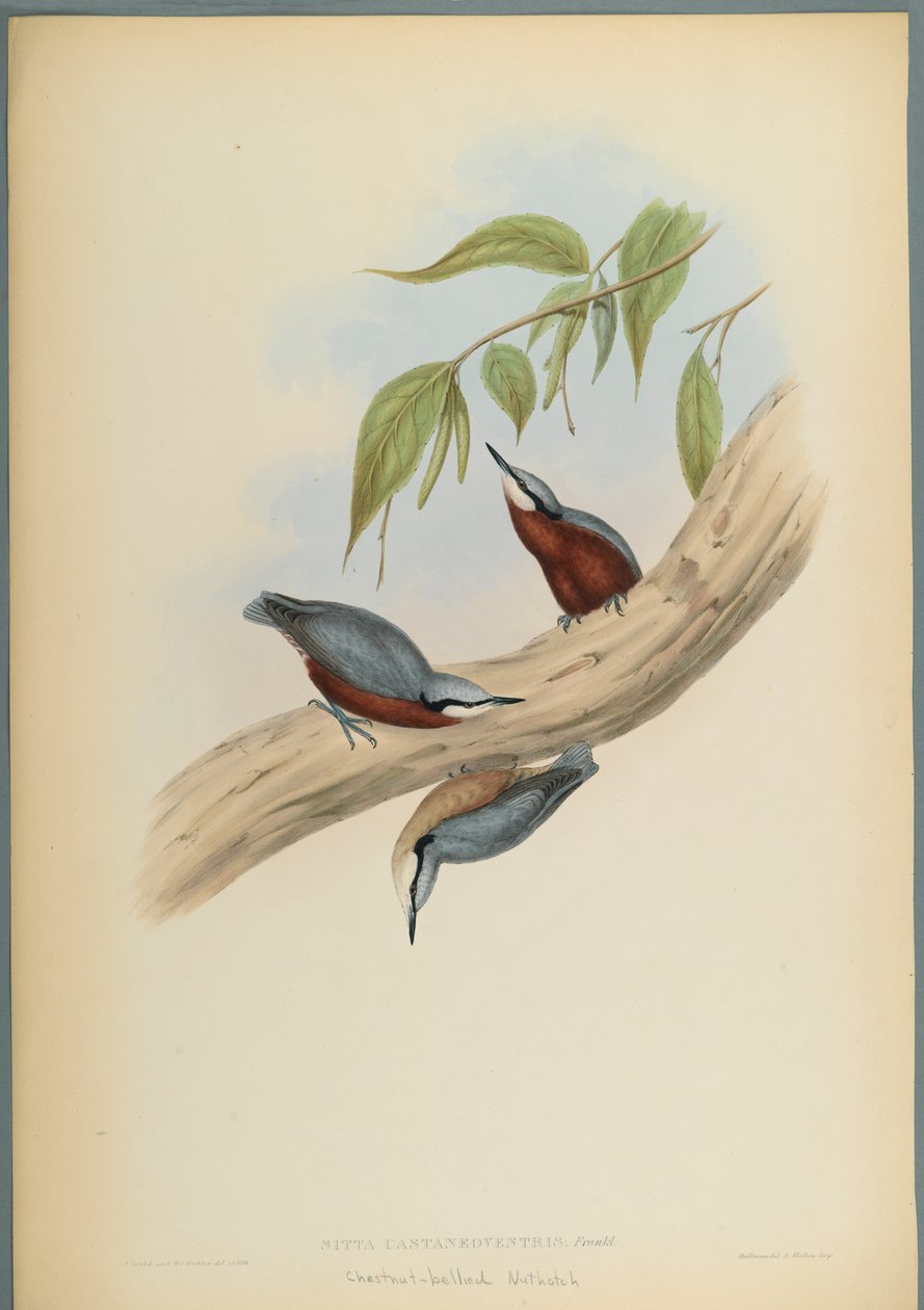 Stila Castaneoventris: Trepador Pechicastaño de John Gould