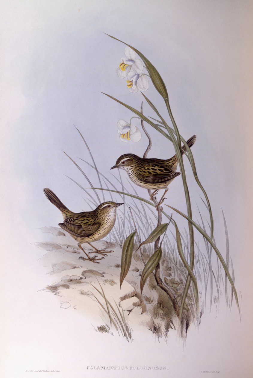 Calamanthus estriado (Calamanthus fuliginosus), Grabado de John Gould de John Gould