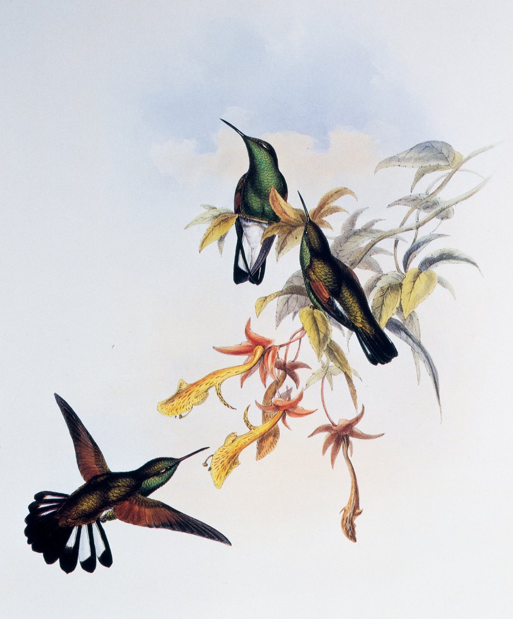 Colibrí de cola rayada (Eupherusa eximia), grabado de Monograph of Trochilidae or Humming Birds (1849-1861), por John Gould (1804-1881), Reino Unido de John Gould