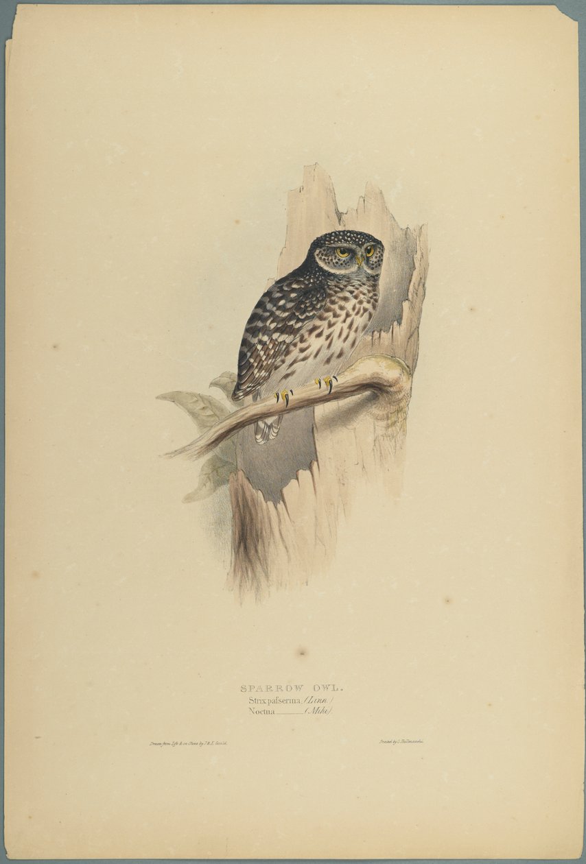 Strix Pafsernia: Lechuza de John Gould