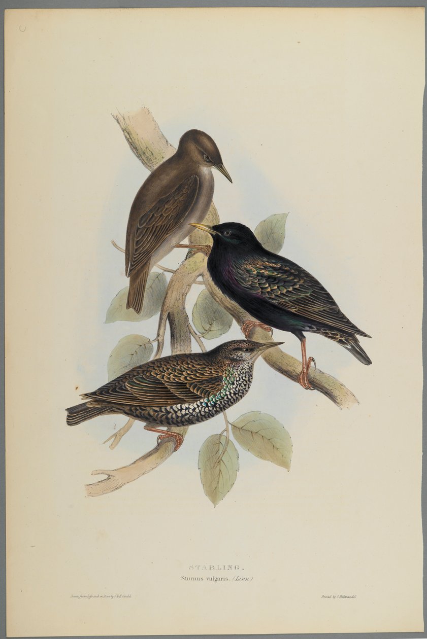 Sturnus Vulgaris - Estornino de John Gould