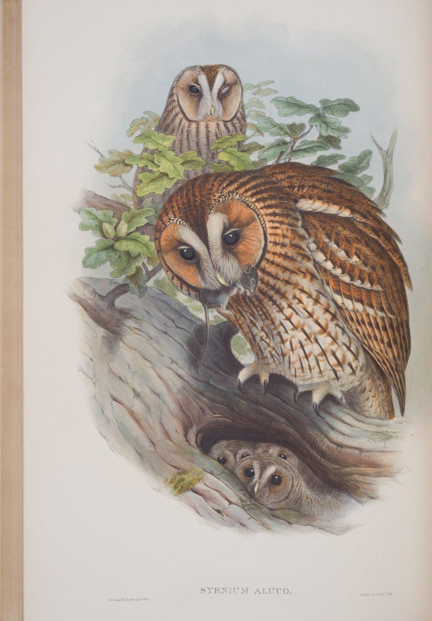Syrnium Aluco, lámina de Las aves de Gran Bretaña por John Gould, publicado 1862-73 de John Gould
