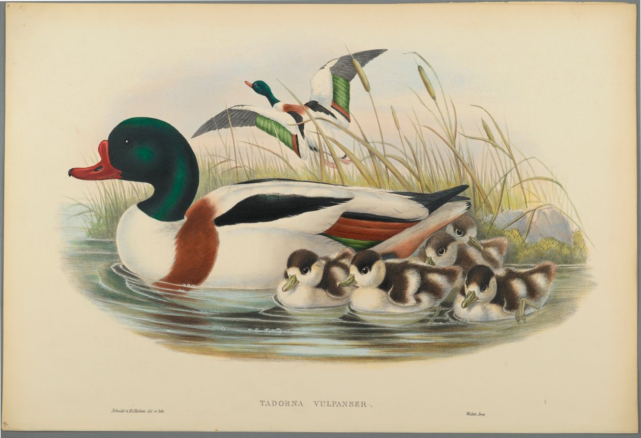 Tadorna Vulpanser: Tarro Blanco de John Gould