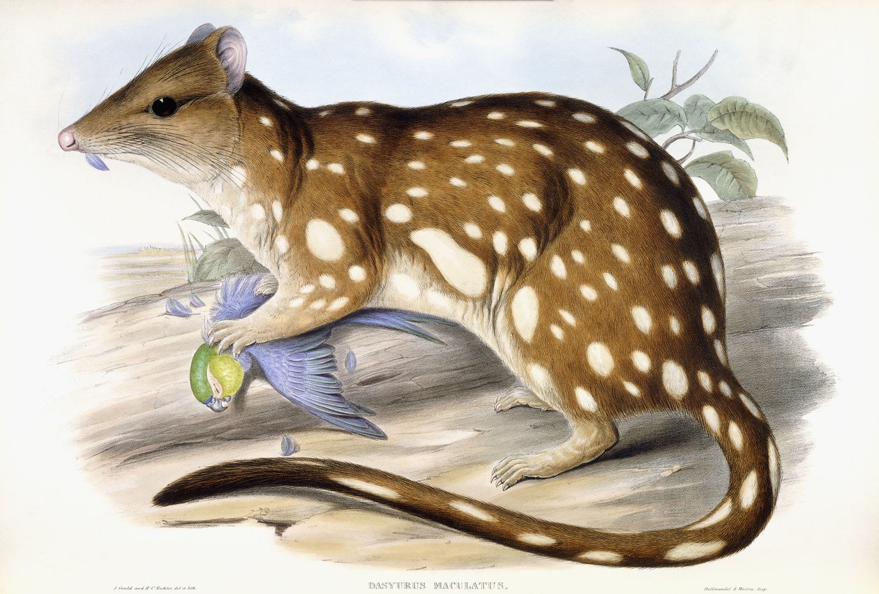 Quoll tigre de John Gould