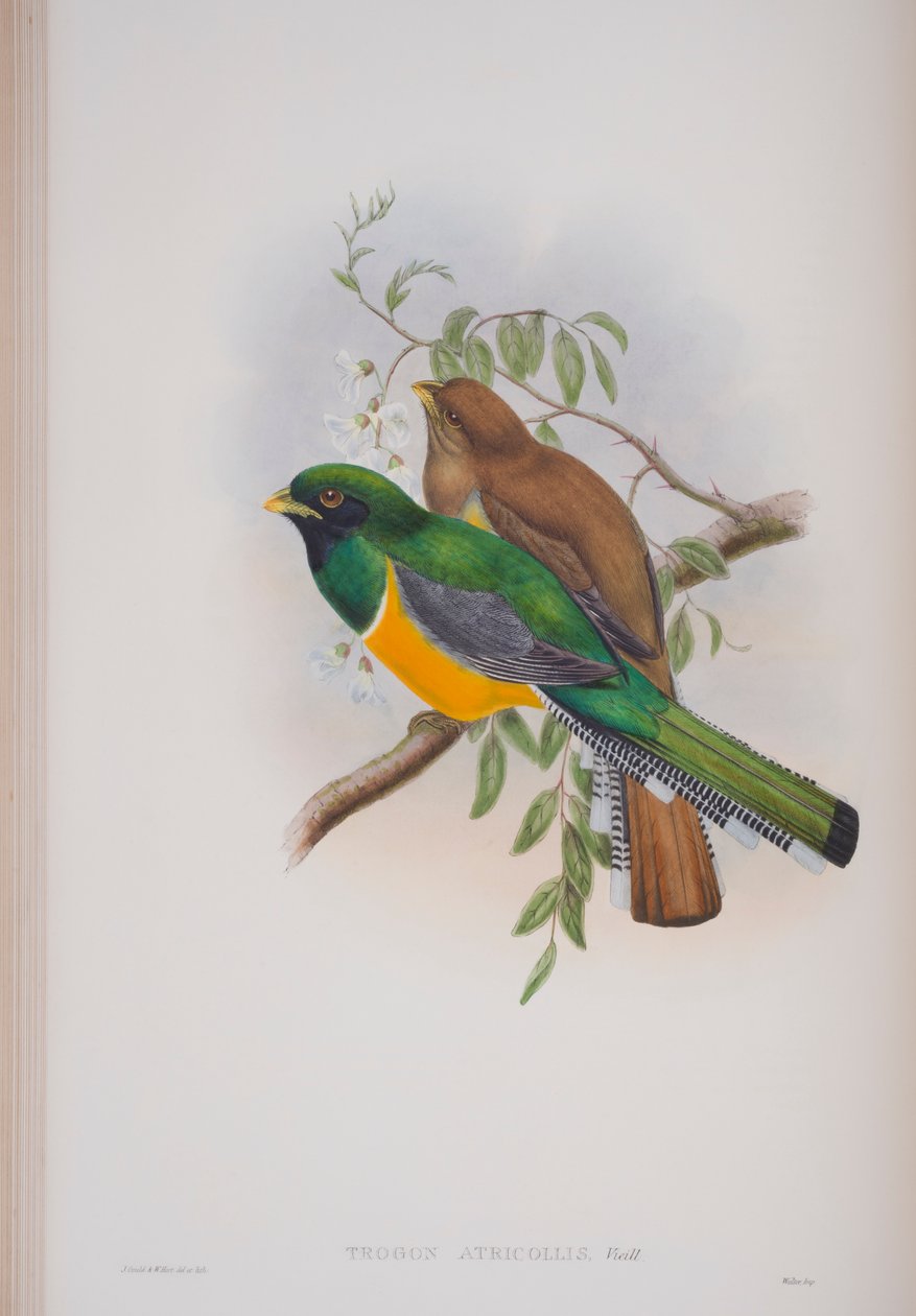 Trogon Atricollis, lámina de Las Aves de Gran Bretaña por John Gould, publicado 1862-73 de John Gould