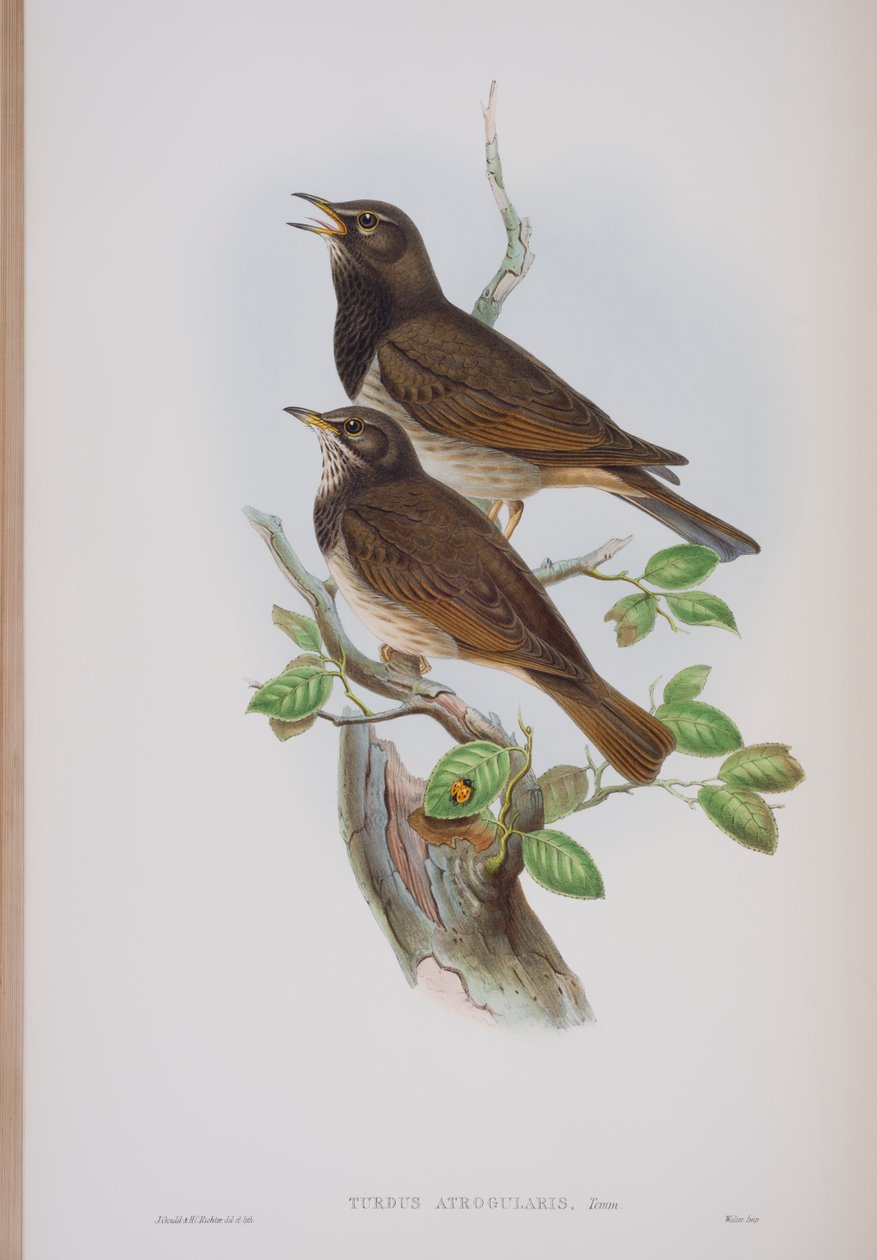 Turdis Atrogularis, lámina de Las Aves de Gran Bretaña por John Gould, publicado 1862-73 de John Gould