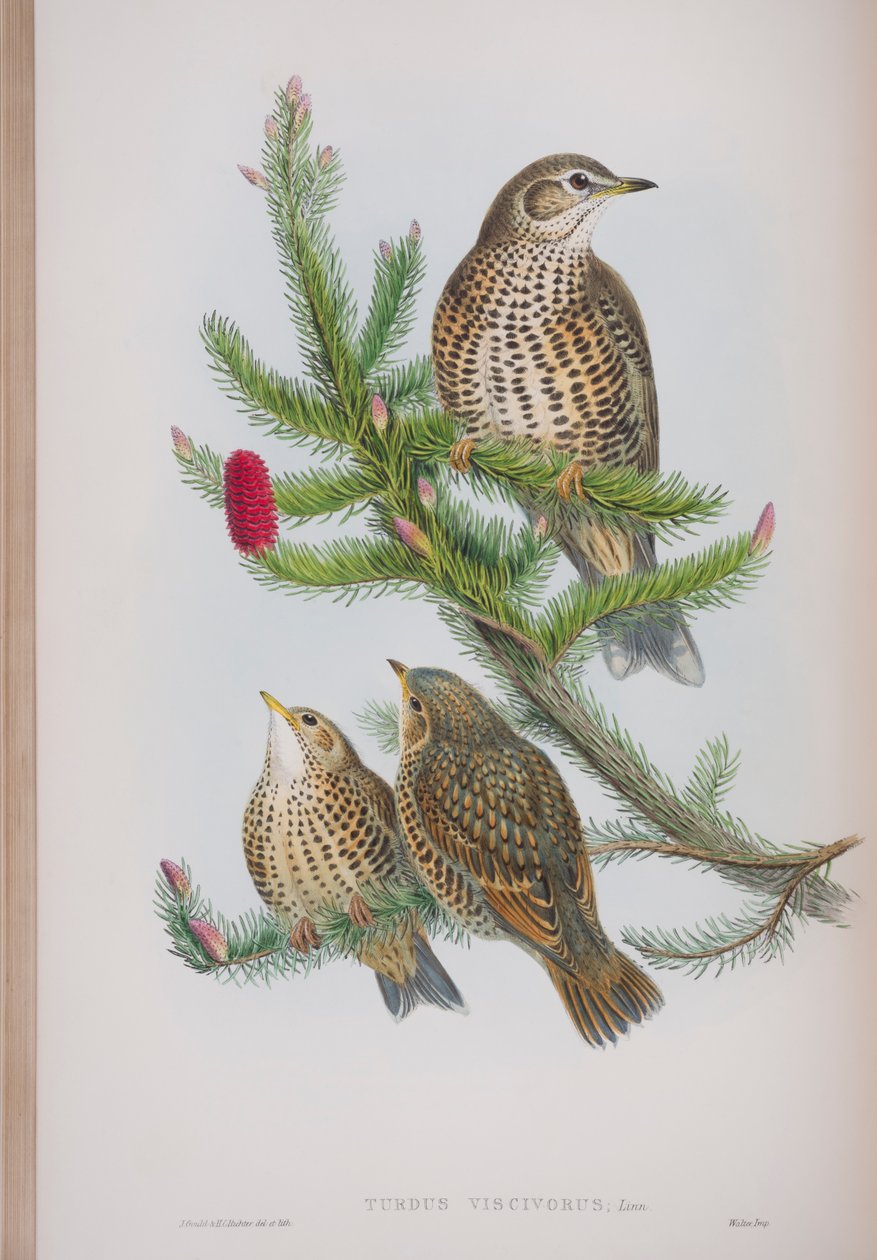 Turdus Viscivorus, lámina de Las Aves de Gran Bretaña por John Gould, publicado 1862-73 de John Gould