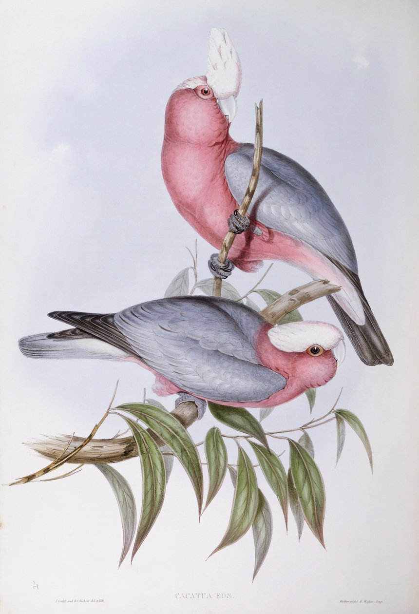 Lori de cuello violeta (Eos squamata), grabado por John Gould de John Gould