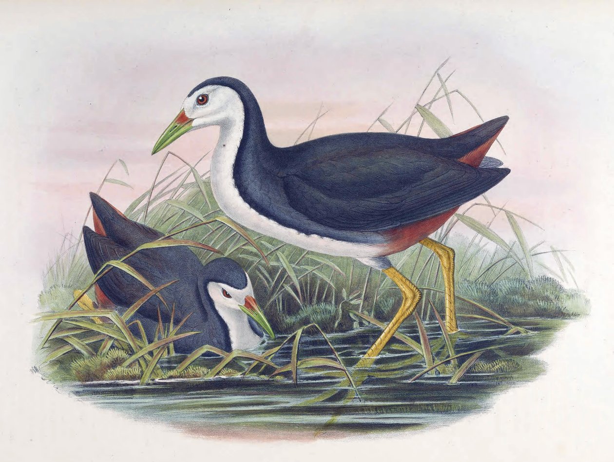 Gallineta común Amaurornis phoenicurus (Pennant) de John Gould