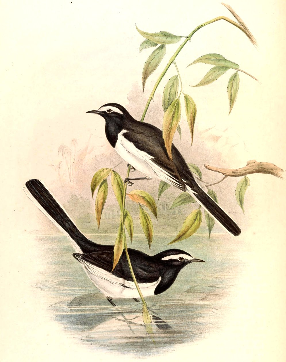 Lavandera blanca (Lavandera grande) Motacilla maderaspatensis Gmelin de John Gould