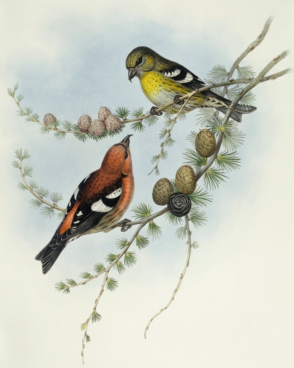 Piquituerto aliblanco (Loxia leucoptera), Grabado de John Gould de John Gould
