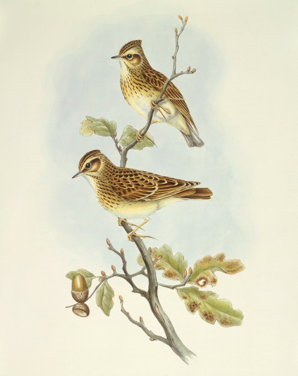 Alondra común (Lullula arborea), grabado por John Gould de John Gould