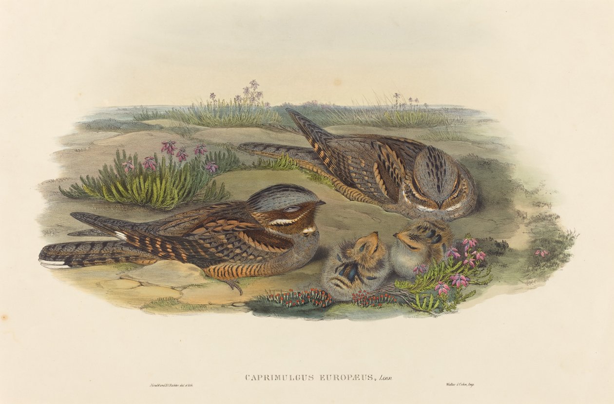 Chotacabras europeo de John Gould and H.C. Richter