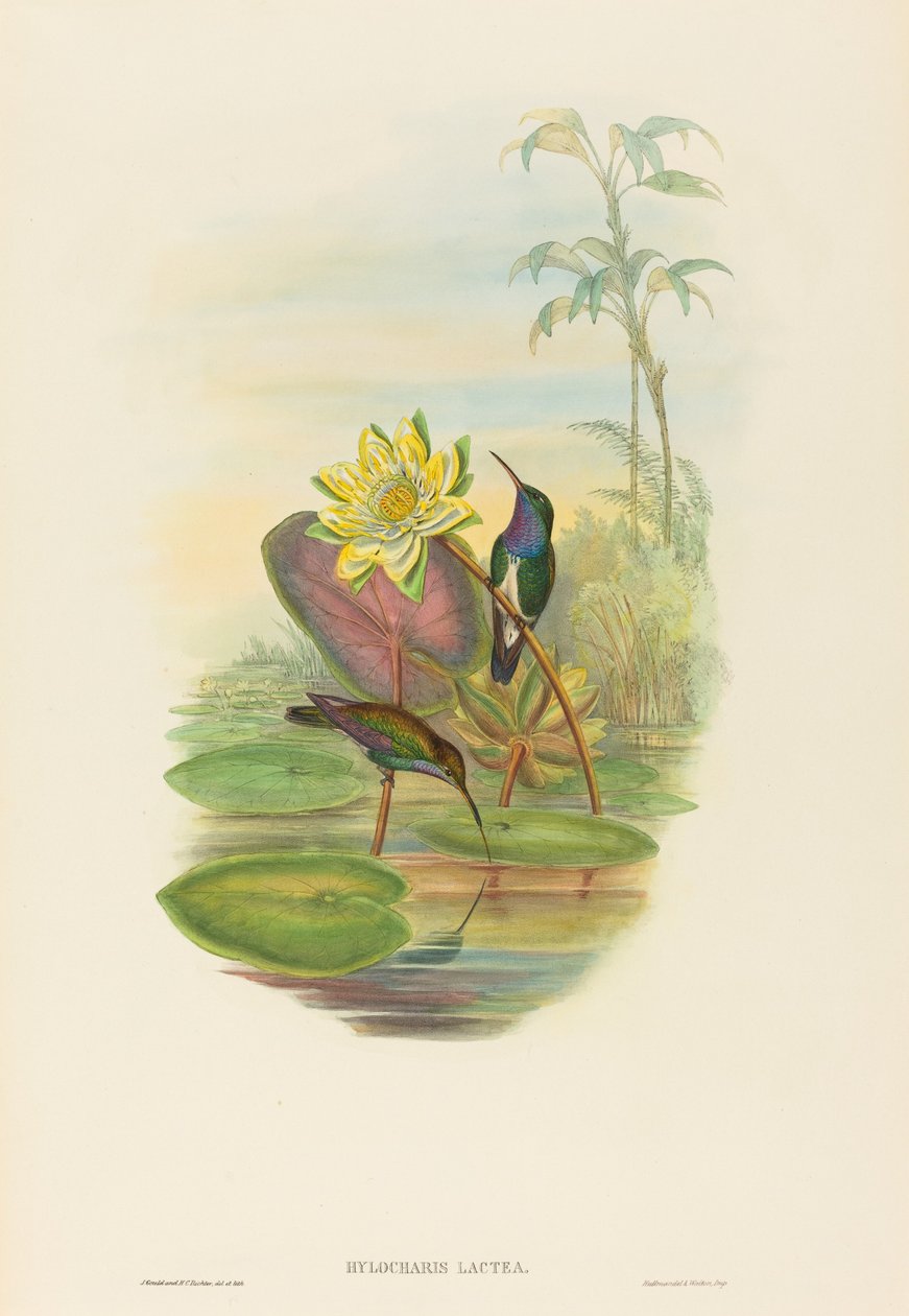 Hylocharis lactea (Esmeralda de pecho zafiro) de John Gould and H.C. Richter