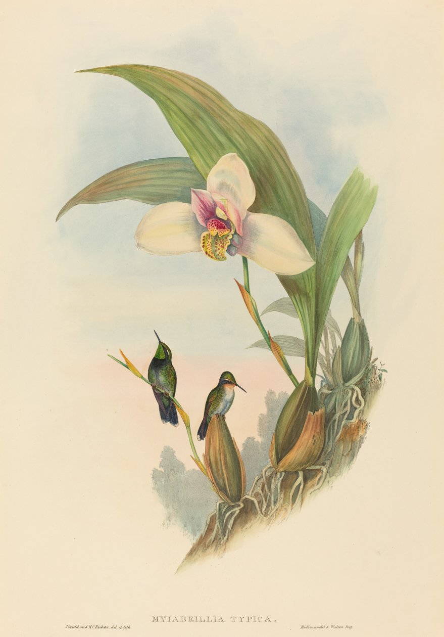Myiabeillia typica (Colibrí de Abeille) de John Gould and H.C. Richter