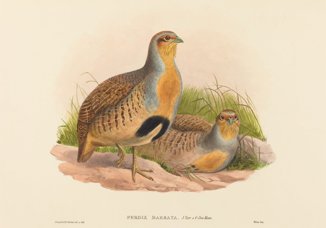 Perdiz Barbada de John Gould and H.C. Richter