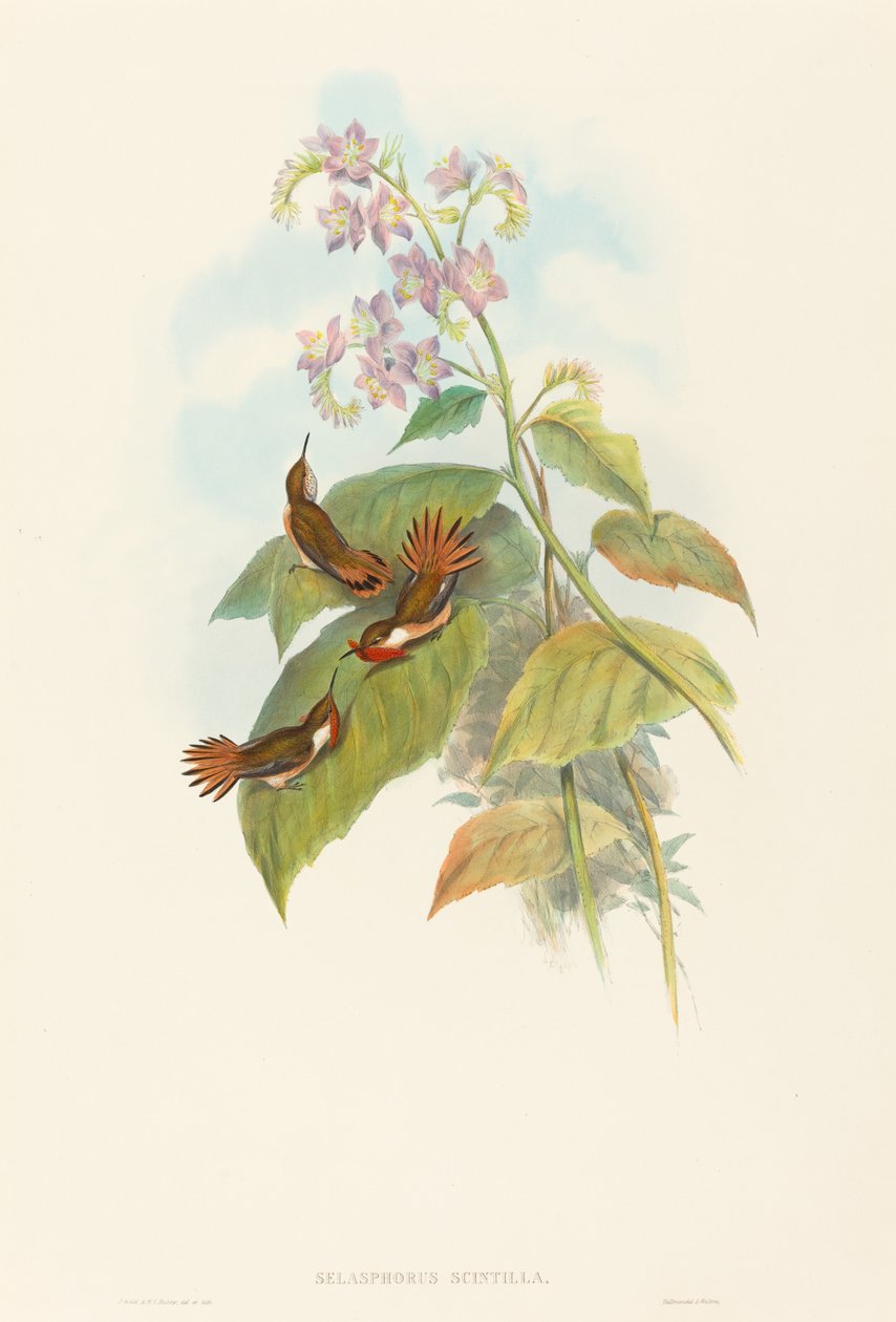 Colibrí centelleante (Selashorus scintilla) de John Gould and H.C. Richter