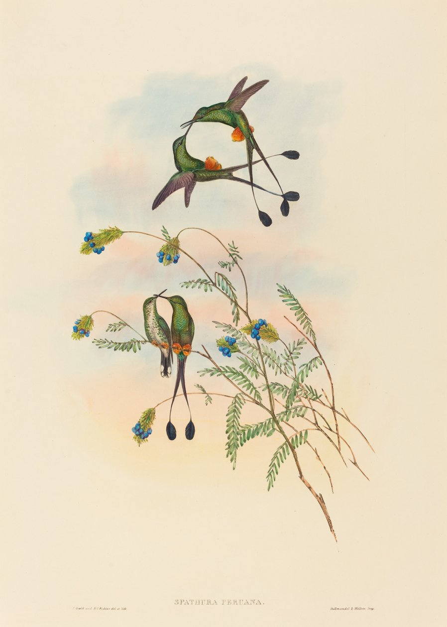 Spathura peruana de John Gould and H.C. Richter
