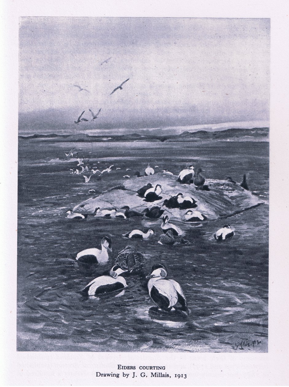 Eiders cortejando, Naturaleza en Gran Bretaña publicada por Collins, 1946 de John Guille Millais