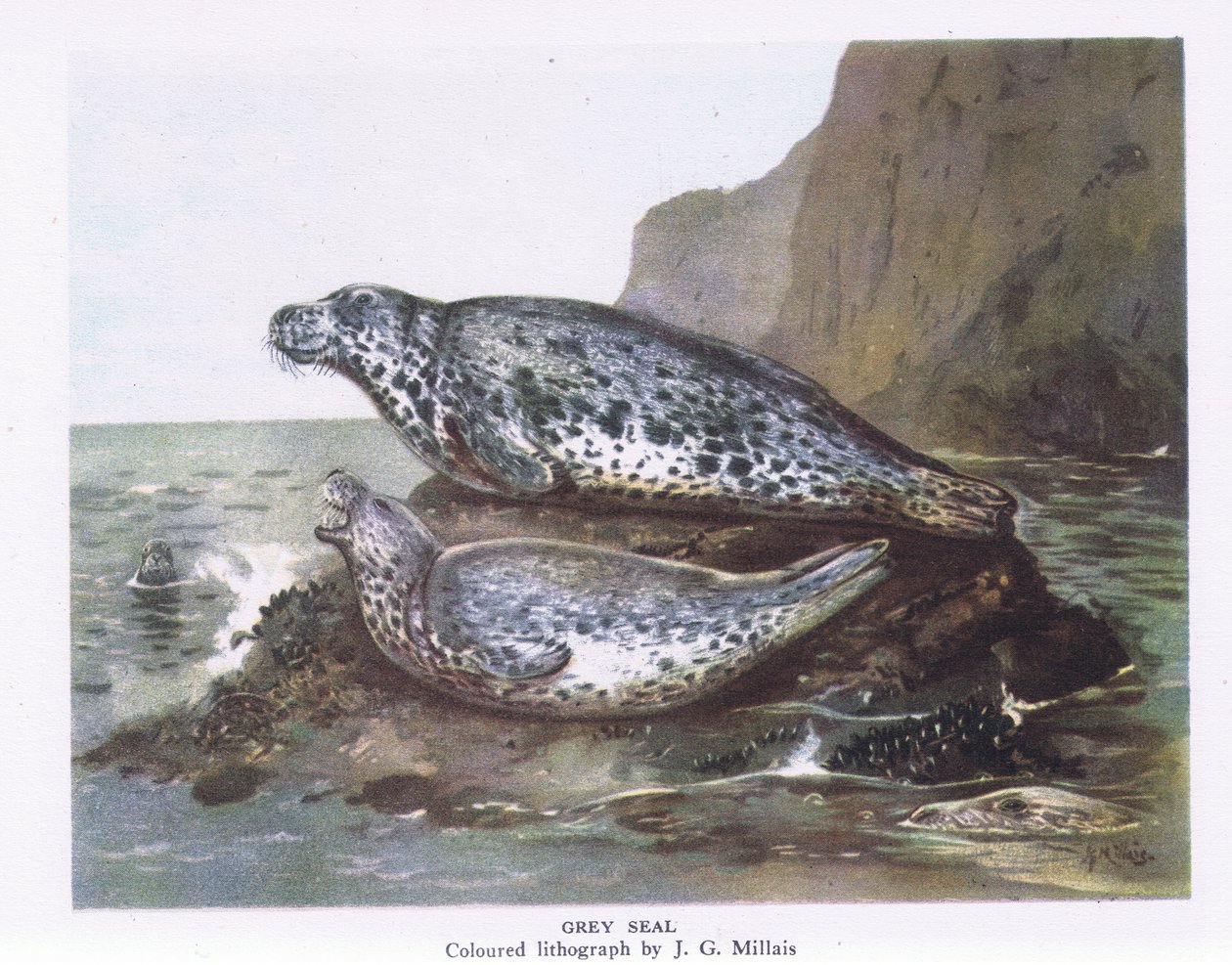 Focas Grises, Naturaleza en Gran Bretaña publicada por Collins, 1946 de John Guille Millais