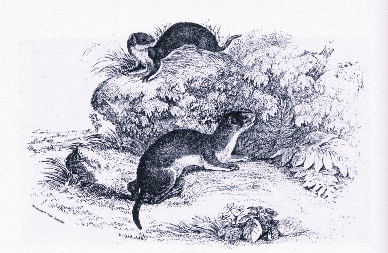 Estudios de tejones, Nature in Britain publicado por Collins de John Guille Millais