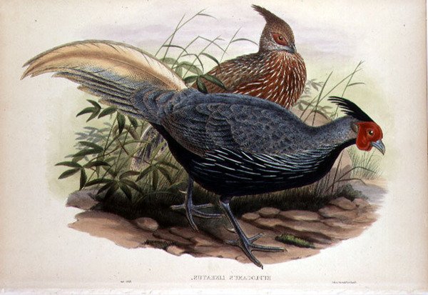 Euplocamus Lineatus, grabado por T. Walter, Londres, pub. entre 1850-83 (litografía coloreada a mano) de John and Hart William (after) Gould