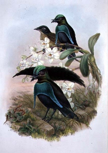 Lophornina - Ave del Paraíso Soberbia de John and Hart William (after) Gould