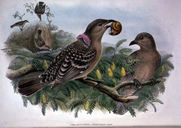 Chlamydera Orientalis de John and Hart William Gould