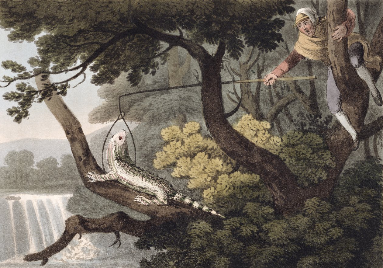Cazador de lagartos mexicano, grabado por Matthew Dubourg, publicado por Edward Orme, 1813 de John Heaviside Clark