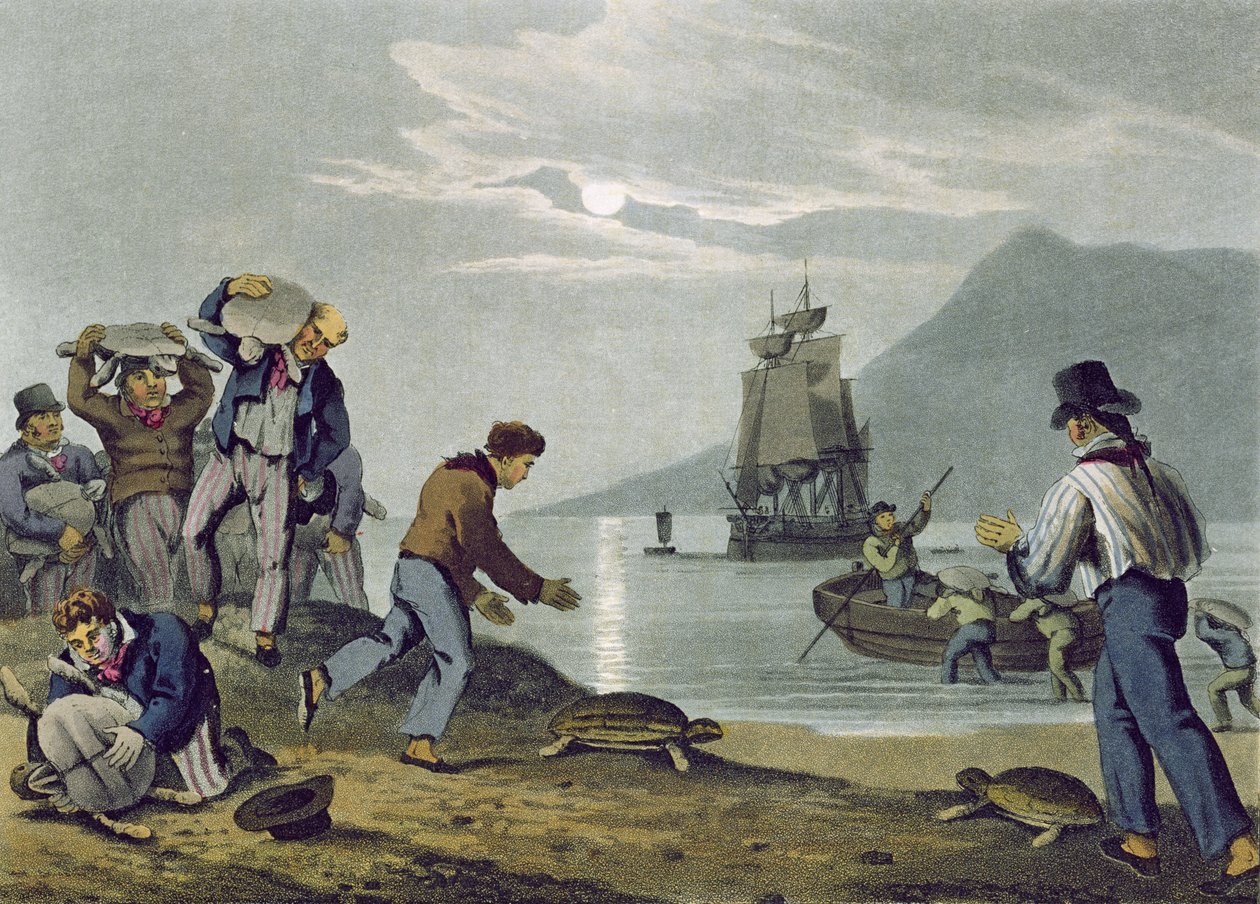 Captura de tortugas en tierra, grabado por Matthew Dubourg, publicado por Edward Orme, 1813 de John Heaviside Clark